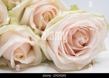 Drei einzelne blassrosa Premium-Rosen Stockfoto