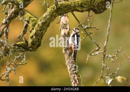 Im Herbst pickte der Buntspecht auf den toten Ast eines alten Birnenbaums. Bergisches Land, Nordrhein-Westfalen, Deutschland. Stockfoto