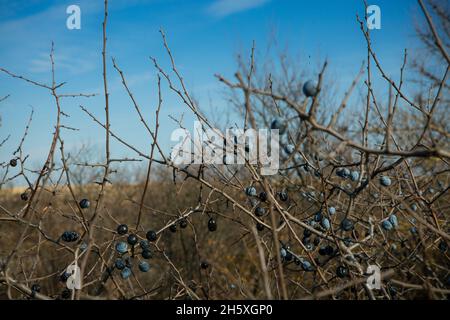 Blaue Schlehdornbeeren reifen auf den Büschen. Spätherbst. Stockfoto