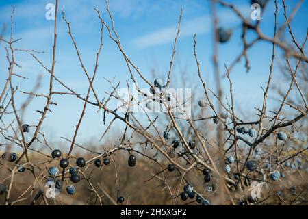 Blaue Schlehdornbeeren reifen auf den Büschen. Spätherbst. Stockfoto
