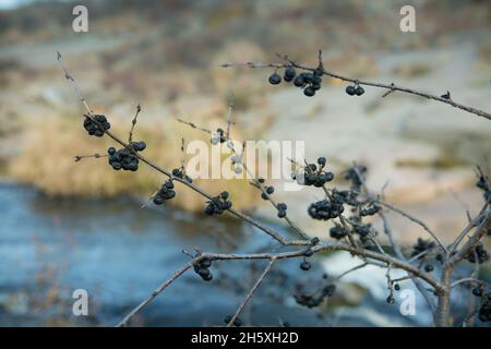 Blaue Schlehdornbeeren reifen auf den Büschen. Spätherbst. Schlehdorn verzweigt sich vor dem Hintergrund des Steppenwasserfalls. Stockfoto