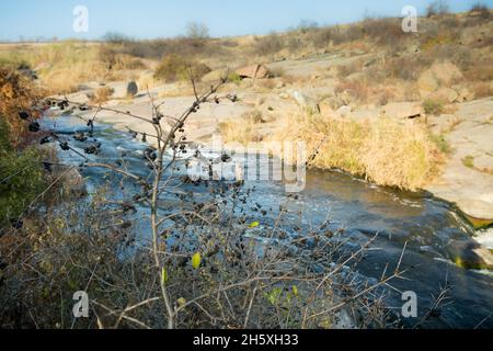 Blaue Schlehdornbeeren reifen auf den Büschen. Spätherbst. Schlehdorn verzweigt sich vor dem Hintergrund des Steppenwasserfalls. Stockfoto
