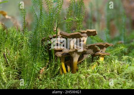 Eine Gruppe essbarer Winterpilze, Craterellus tubaeformis, die in einem wunderschönen Herbstlicht auf einem moosbedeckten Waldboden wachsen. Stockfoto