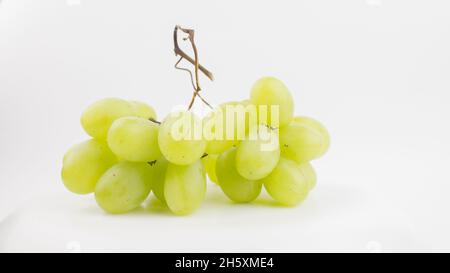 Frische Trauben rotieren auf weißem Hintergrund. Reife saftige Trauben rotieren auf einem Teller. Nahaufnahme eines Bukets weißer Trauben. Stockfoto