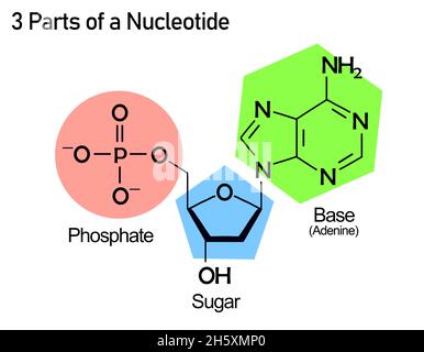 Nukleotidstruktur mit Nukleosid und einem Phosphat Stockfoto