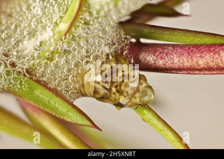 Makroansicht der Spittlebug-Nymphe, die aus Schaum in Snakebush Plant, Südaustralien, auftauchend ist Stockfoto