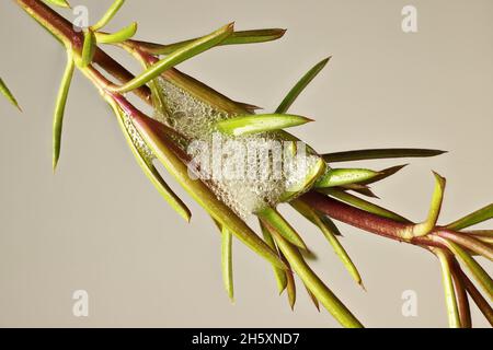 Makroansicht des Schaumstoffs Spittlebug (Bathyllus albicinctus) auf der Schlangenbuschpflanze, Südaustralien Stockfoto