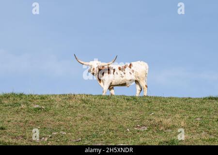 Die Texas Longhorn-Kuh grast auf einem grünen, grasbewachsenen Hügel. Aufnahme aus niedriger Perspektive Stockfoto