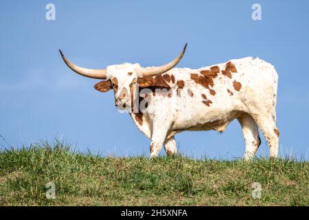 Die Texas Longhorn-Kuh grast auf einem grünen, grasbewachsenen Hügel. Fotografieren Sie aus der Perspektive Stockfoto