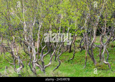 Weißer Birkenhain (Betula papyrifera) mit verdrehten Baumstämmen, in der Nähe von St. Anthony, Neufundland und Labrador NL, Kanada Stockfoto