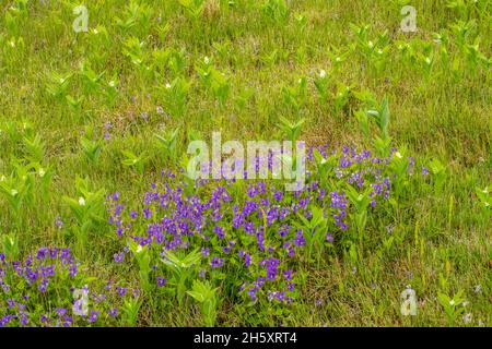 Veilchen und falscher Solomon-Siegel (Maianthemum racemosum), blühend auf einer Wiese, Sheaves Cove, Neufundland und Labrador NL, Kanada Stockfoto