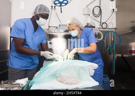 Tierärzte, die Operation für Hund in einer Tierklinik Stockfoto