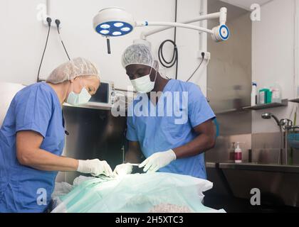 Tierarzt Chirurgen im Operationssaal in Tierklinik Stockfoto