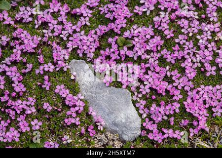 Moss campion (Silene acaulis), Burnt Cape Ecological Preserve, Raleigh, Neufundland und Labrador NL, Kanada Stockfoto