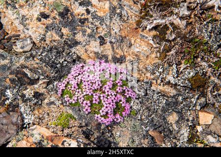 Gesteinsausbissen mit blühendem Moos campion (Silene acaulis), Ship Cove, Neufundland und Labrador NL, Kanada Stockfoto