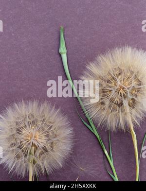 Blumenarrangements von großen flauschigen Dandelionen mit Kopierraum für Design. Stockfoto