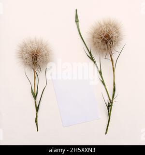 Blumenarrangements von großen flauschigen Dandelionen mit Kopierraum für Design. Stockfoto