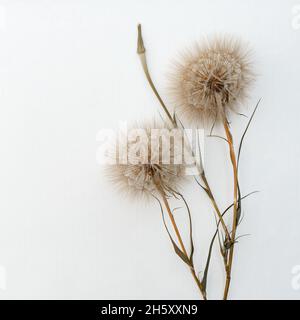 Blumenarrangements von großen flauschigen Dandelionen mit Kopierraum für Design. Stockfoto