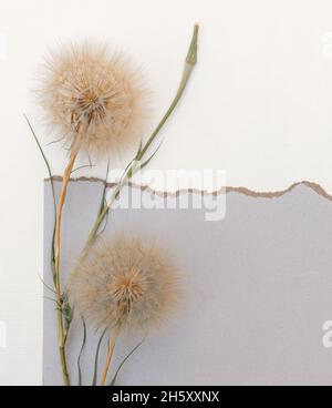 Blumenarrangements von großen flauschigen Dandelionen mit Kopierraum für Design. Stockfoto