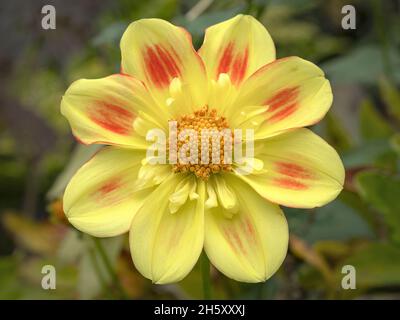 Schöne gelbe und rote Collarette Dahlia Blume Stockfoto