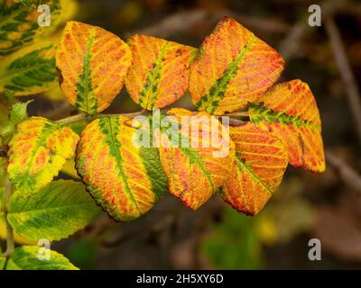Schöne Herbstblätter auf einem Rugosa Rosenstrauch Stockfoto