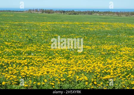 Löwenzahn (Taraxacum officinale) blühende Kolonie, St. Andrews, Neufundland und Labrador NL, Kanada Stockfoto