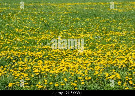 Löwenzahn (Taraxacum officinale) blühende Kolonie, St. Andrews, Neufundland und Labrador NL, Kanada Stockfoto