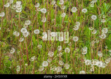 Löwenzapfen (Taraxacum officinale) gingen zum Samen, Sheaves Cove, Neufundland und Labrador NL, Kanada Stockfoto