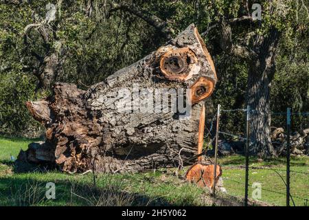 Ein riesiger gefallener Baumstamm im San Antonio Creek Valley in Kalifornien. Stockfoto