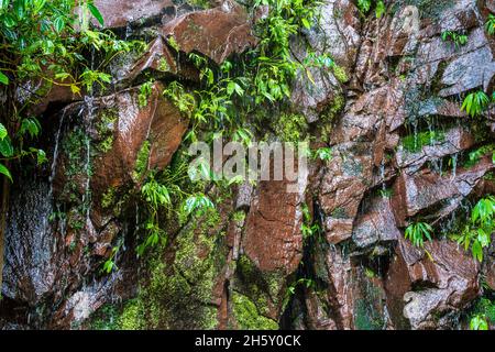 Boquerón del Padre Abad, Aguaytia, Ucayali, Perú, Südamerika. Stockfoto