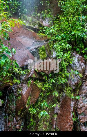 Boquerón del Padre Abad, Aguaytia, Ucayali, Perú, Südamerika. Stockfoto