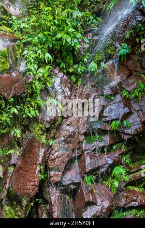 Boquerón del Padre Abad, Aguaytia, Ucayali, Perú, Südamerika. Stockfoto
