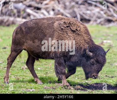 Bison Nahaufnahme Seitenansicht beim Gehen auf dem Feld mit einem unscharfen Hintergrund, der großen Körper und Hörner in seiner Umgebung und seinem Lebensraum zeigt. Buffalo Image. Stockfoto