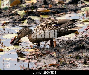 Ente Nahaufnahme Profil Blick stehen im Teich mit Seerosen Pads in seiner Umgebung und Lebensraum Umgebung. Bild. Bild. Hochformat. Foto. Stockfoto