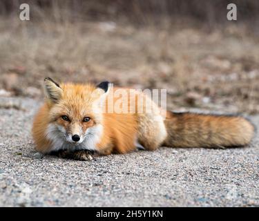 Rotfuchs Nahaufnahme-Profilansicht, die sich in der Frühjahrssaison ausruhen und die Kamera betrachten lässt, mit unscharfem Hintergrund in ihrer Umgebung und ihrem Lebensraum. Fox-Bild. Stockfoto