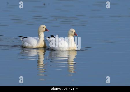 Ross's Goose (Anser rossii) 05. November 2021 Colusa County California USA Stockfoto