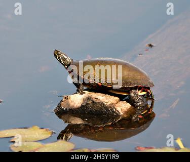 Gemalte Schildkröte, die auf einem Baumstamm ruht, mit Körperreflexion und Darstellung ihrer Schildkrötenschale, ihres Kopfes und ihrer Pfoten in ihrer Umgebung und ihrem Lebensraum. Schildkrötenbild. Foto. Stockfoto