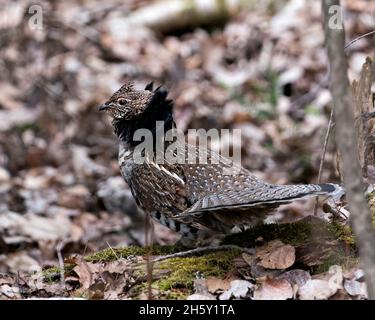 Rebhuhn männlichen gerafften Birkhuhn Struts Paarung Gefieder und Fächerschwanz im Wald mit einem verschwommenen Hintergrund und Laub Vordergrund in seiner Umgebung . Stockfoto