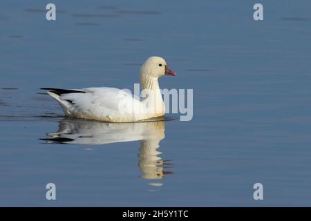 Ross's Goose (Anser rossii) 05. November 2021 Colusa County California USA Stockfoto