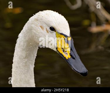 Swan Tundra – Nahaufnahme des Kopfes mit unscharfem Hintergrund in seiner Umgebung und Umgebung. Stockfoto