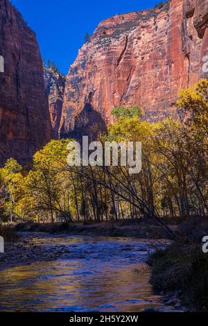 Rote Felswände und Herbstfarben auf den Bäumen spiegeln sich im Wasser der North Fork of Virgin River im Zion National Park, Springdale, Utah, USA. Stockfoto