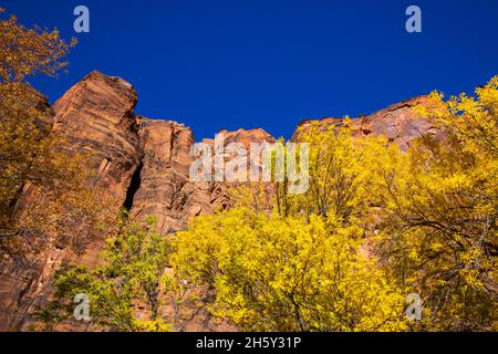 Dies ist ein Blick auf die spektakulären roten Felswände in der Temple of Sinawava Gegend des Zion National Park, Springdale, Washington County, Utah, USA. Stockfoto