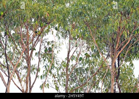 Eine Herde von vom Aussterben bedrohten Swift Papageien, die in freier Wildbahn in NSW, Australien, in Eukalyptusbäumen thront (Lathamus verfärbt) Stockfoto