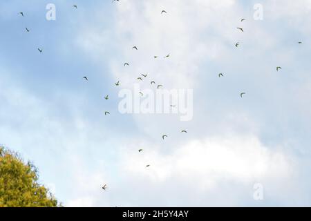 Eine Schar von vom Aussterben bedrohten Swift Parrot im Flug in NSW, Australien (Lathamus verfärbt) Stockfoto