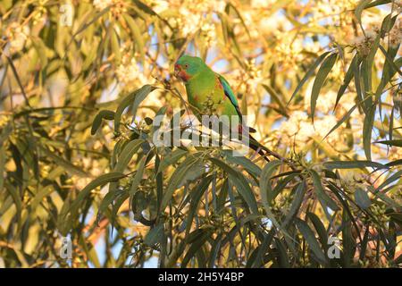 Vom Aussterben bedrohte Swift Parrot, die in einem Eukalyptusbaum in freier Wildbahn in NSW, Australien, thront (Lathamus verfärbt) Stockfoto