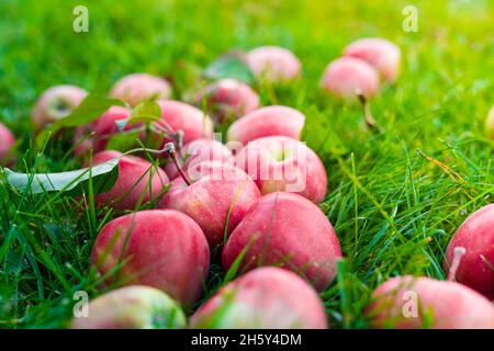 Saftige rote Äpfel liegen auf dem grünen Gras aus nächster Nähe Stockfoto