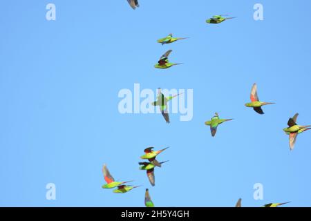 Eine Schar von vom Aussterben bedrohten Swift Parrot im Flug in NSW, Australien (Lathamus verfärbt) Stockfoto