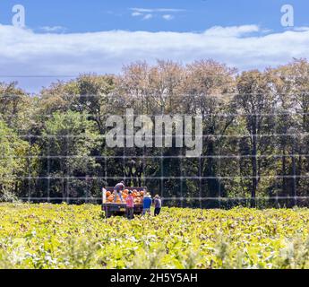 Männer, die in Bridgehampton, NY, Kürbisse in den LKW laden Stockfoto