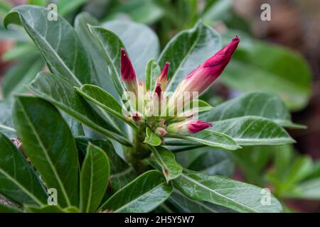 Rote adenium obesum Blume Stockfoto