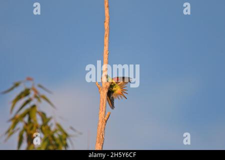Ein vom Aussterben bedrohter Swift Papagei, der auf einem Baumzweig in freier Wildbahn in NSW, Australien, thront (Lathamus verfärbt) Stockfoto